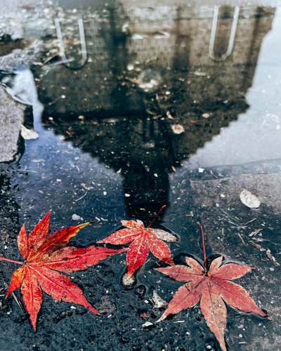 Reflexo em água tirado com celular